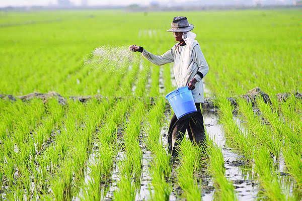  LAHAN SAWAH YANG MERUPAKAN SEKTOR MATA PENCAHARIAN MASYARAKAT PASI JAMBU